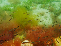 Trachinops caudimaculatus