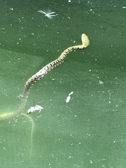 Xenochrophis trianguligerus