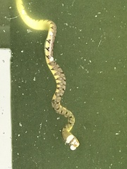 Xenochrophis trianguligerus