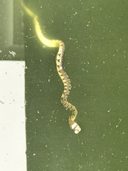 Xenochrophis trianguligerus
