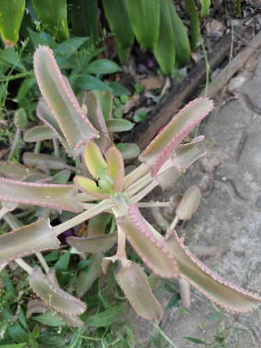Mother of Thousands