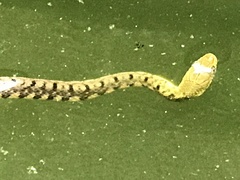 Xenochrophis trianguligerus