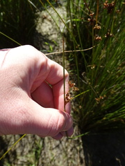 Juncus filicaulis