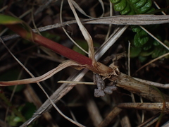 Poa kirkii