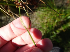 Juncus filicaulis