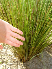 Juncus filicaulis