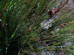 Juncus filicaulis