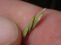 Poa kirkii
