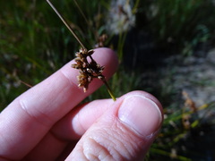 Juncus filicaulis