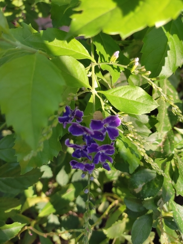 Skyflower
