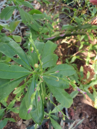 Philippine spinach