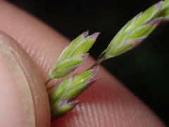 Poa kirkii