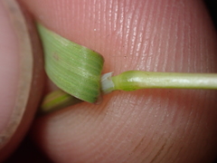 Poa kirkii