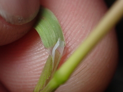 Poa kirkii