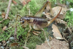 Hemiandrus maculifrons
