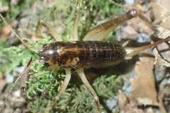 Hemiandrus maculifrons