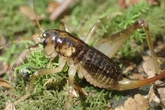 Hemiandrus maculifrons
