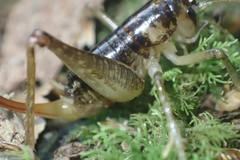 Hemiandrus maculifrons