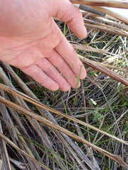 Poa kirkii