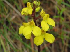 Disa aurata