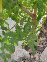 Dolichandrone serrulata