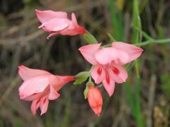 Gladiolus oreocharis