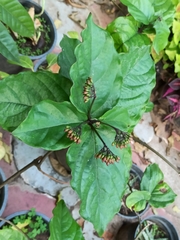 Rauvolfia serpentina