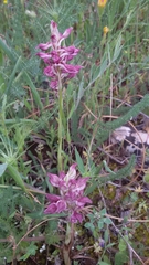 Anacamptis coriophora