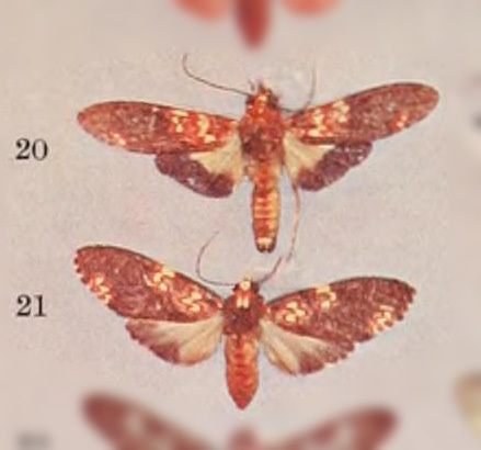 Coiffaitarctia basalis