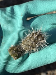 Pterocactus valentini