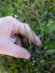 Carmichaelia corrugata