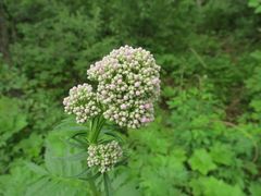 Valeriana amurensis