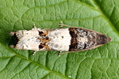 Notocelia incarnatana