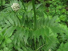 Valeriana amurensis