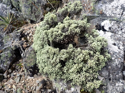 Ozothamnus plumeus, photograph 4