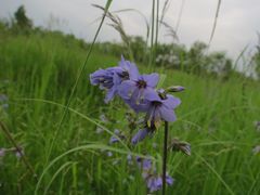 Polemonium chinense