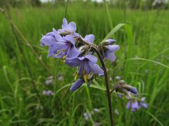 Polemonium chinense