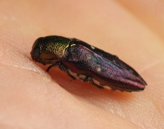 Diphucrania regalis