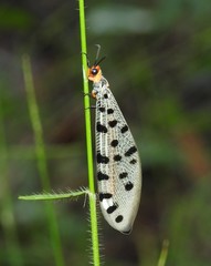 Myrmeleon erythrocephalus