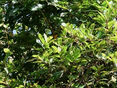 Telophorus nigrifrons