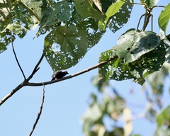 Nigrita canicapillus