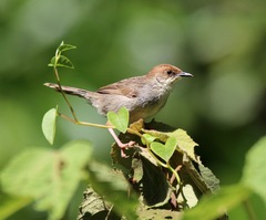 Cisticola hunteri