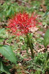 Scadoxus