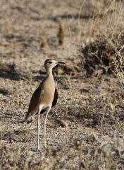 Cursorius somalensis