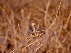 Plocepasser donaldsoni