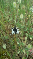 Libelloides coccajus