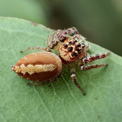 Opisthoncus alborufescens