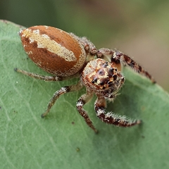 Opisthoncus alborufescens
