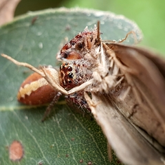 Opisthoncus alborufescens