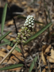 Drimiopsis burkei